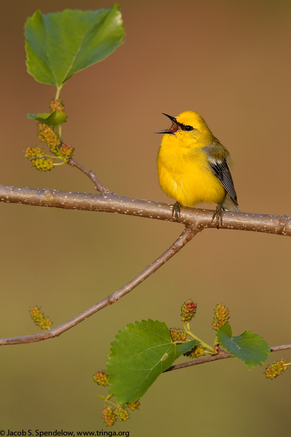 Blue-winged Warbler