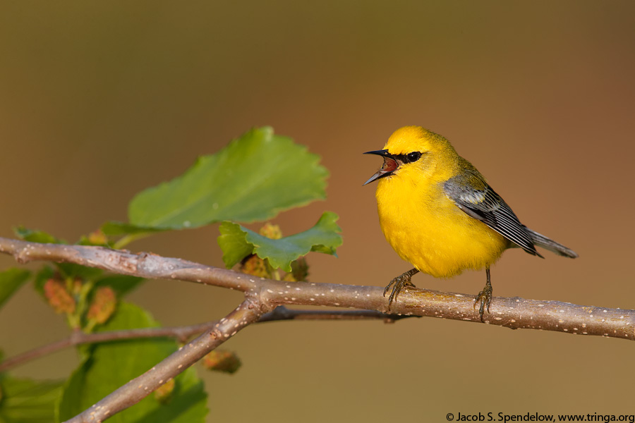 Blue-winged Warbler