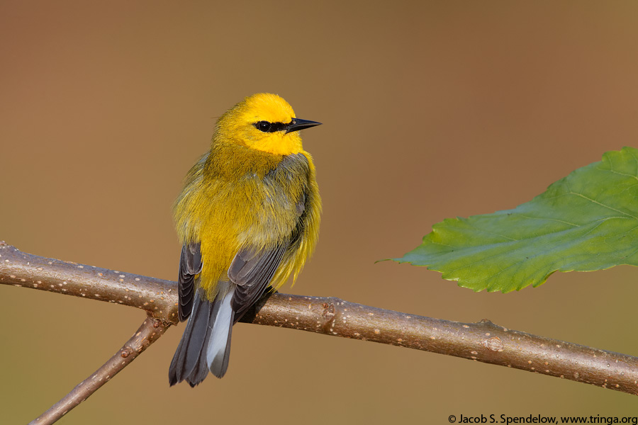 Blue-winged Warbler