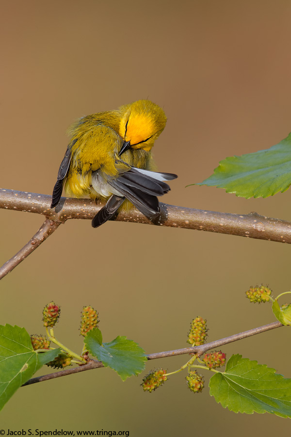 Blue-winged Warbler