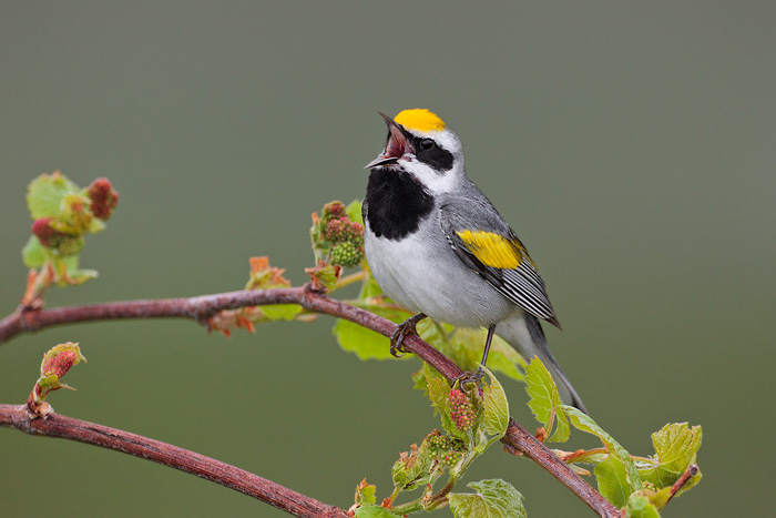 Golden-winged Warbler