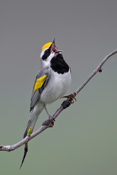 Golden-winged Warbler