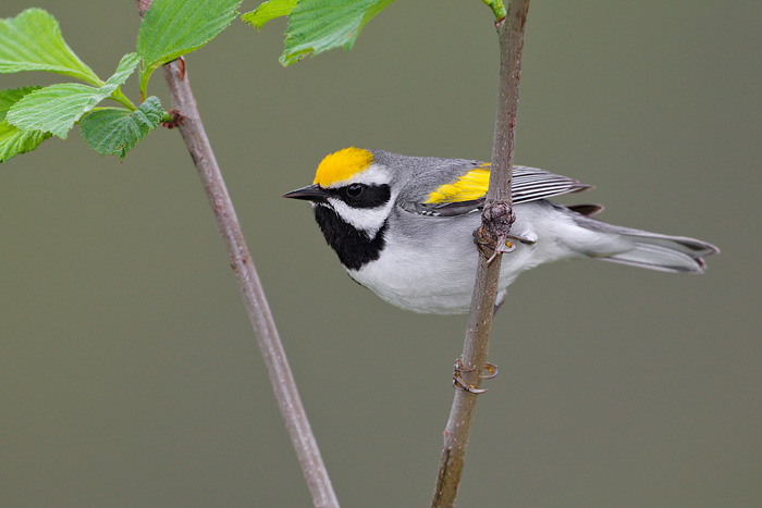 Golden-winged Warbler