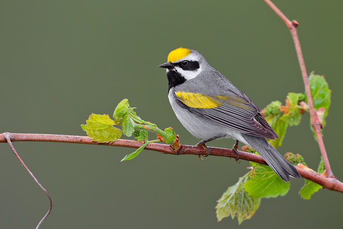 Golden-winged Warbler