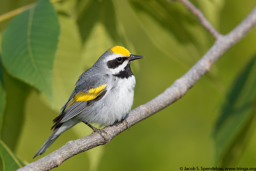 Golden-winged Warbler