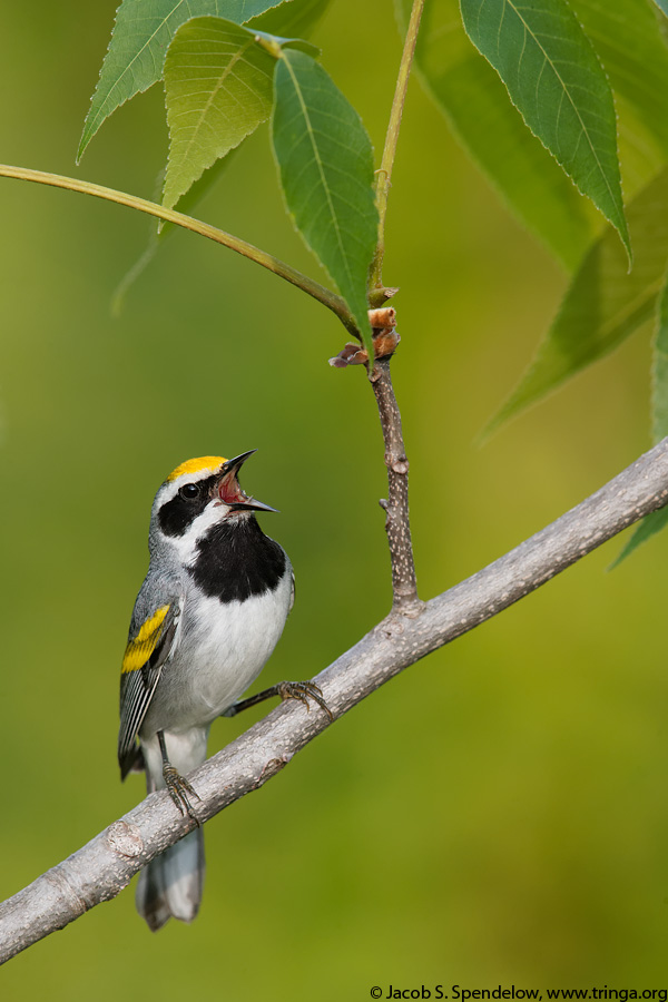 Golden-winged Warbler