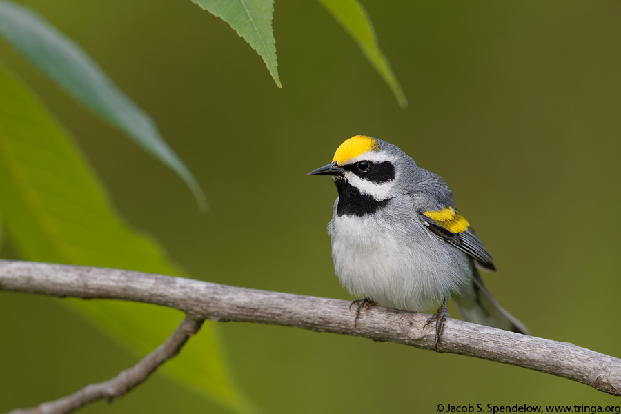 Golden-winged Warbler