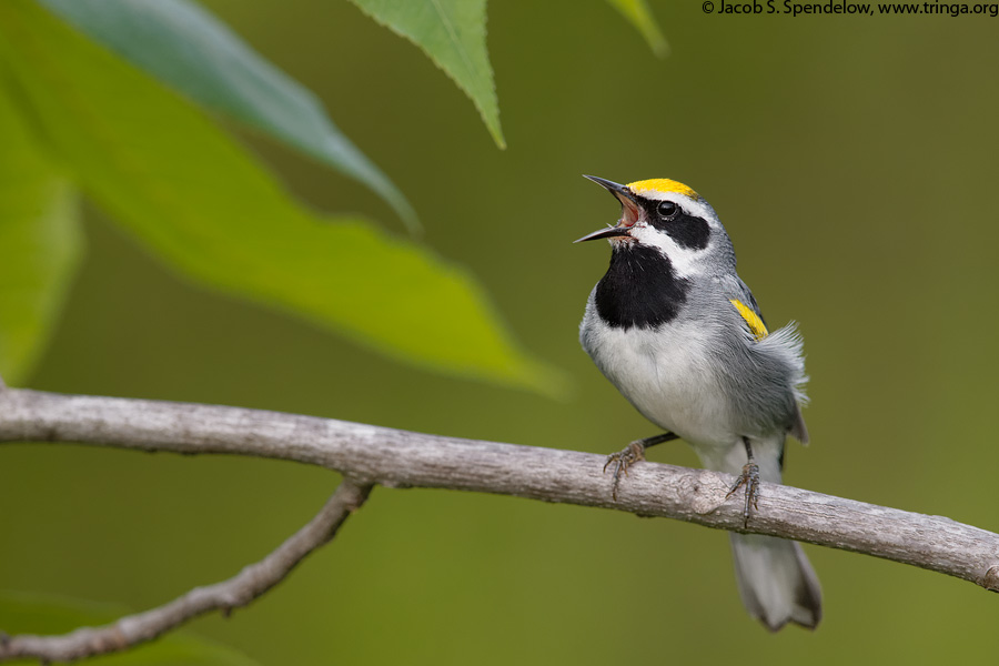 Golden-winged Warbler