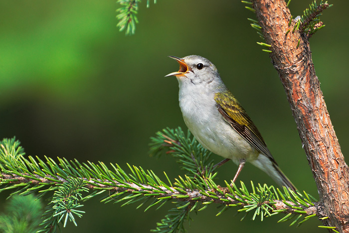 Tennessee Warbler