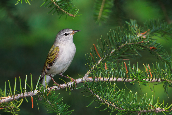 Tennessee Warbler