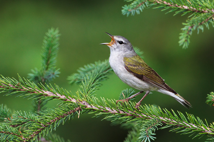 Tennessee Warbler