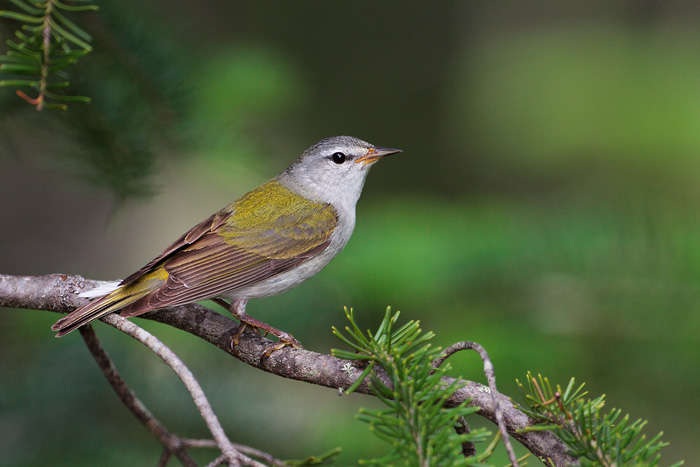 Tennessee Warbler