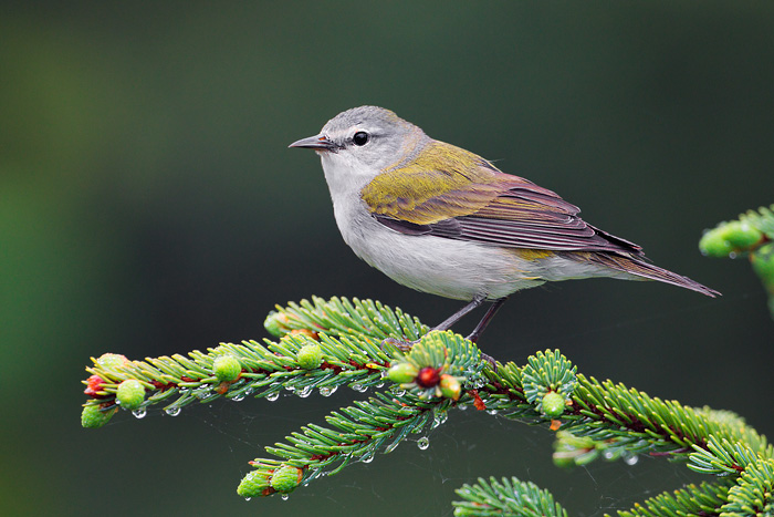 Tennessee Warbler