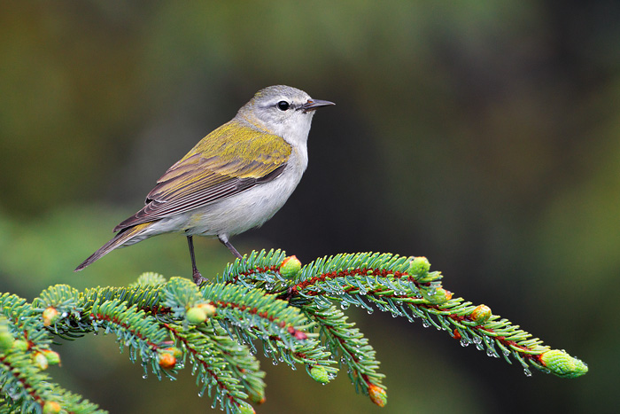 Tennessee Warbler