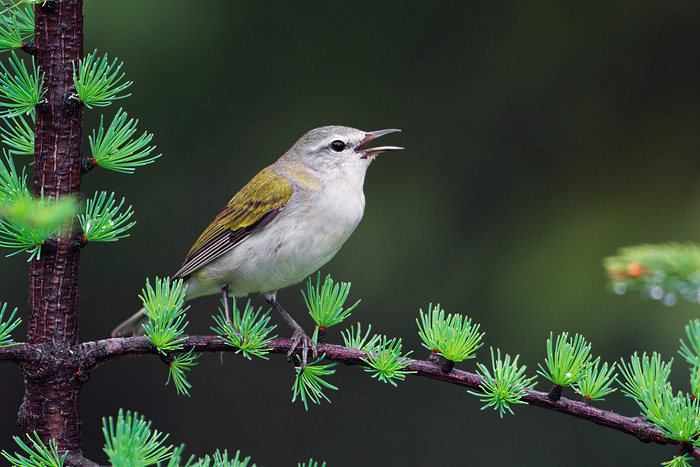 Tennessee Warbler