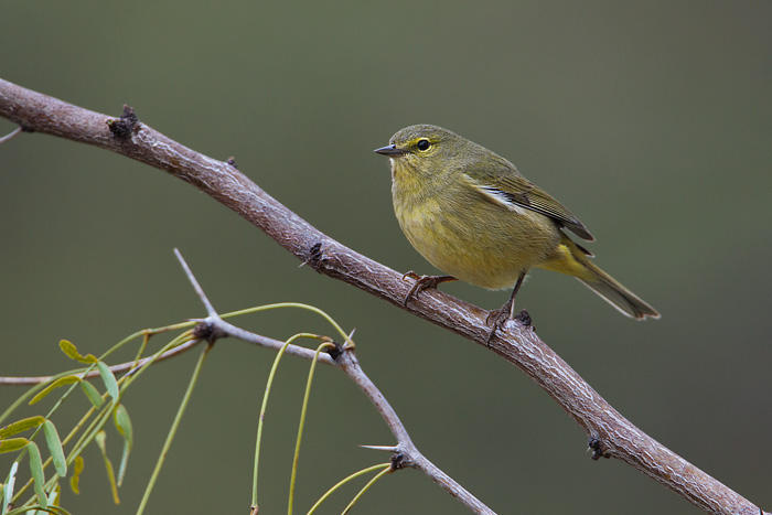 Orange-crowned Warbler