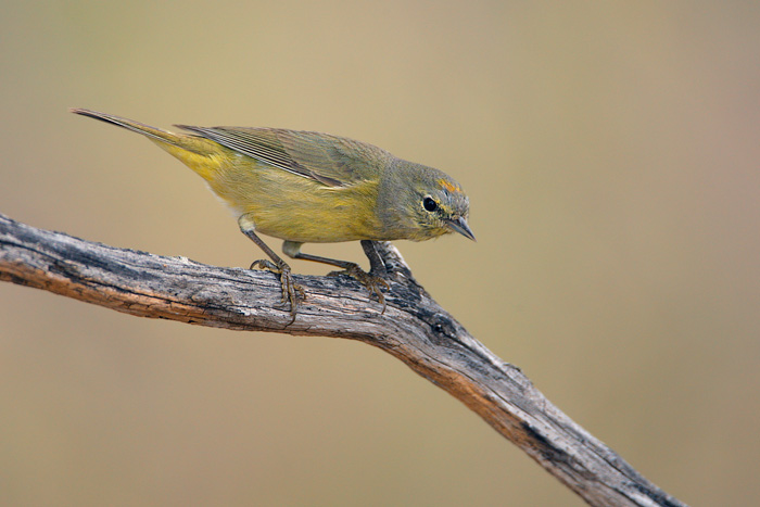 Orange-crowned Warbler