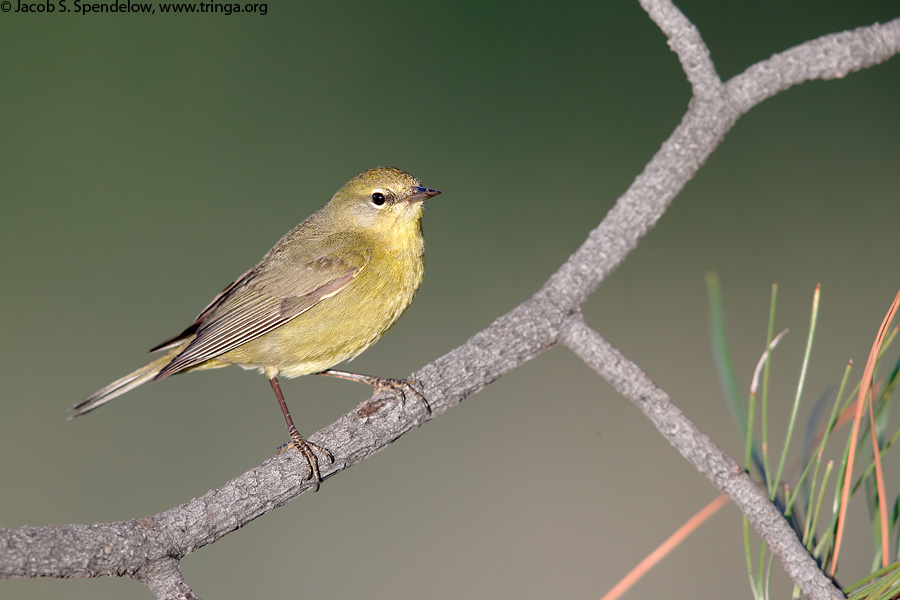 Orange-crowned Warbler