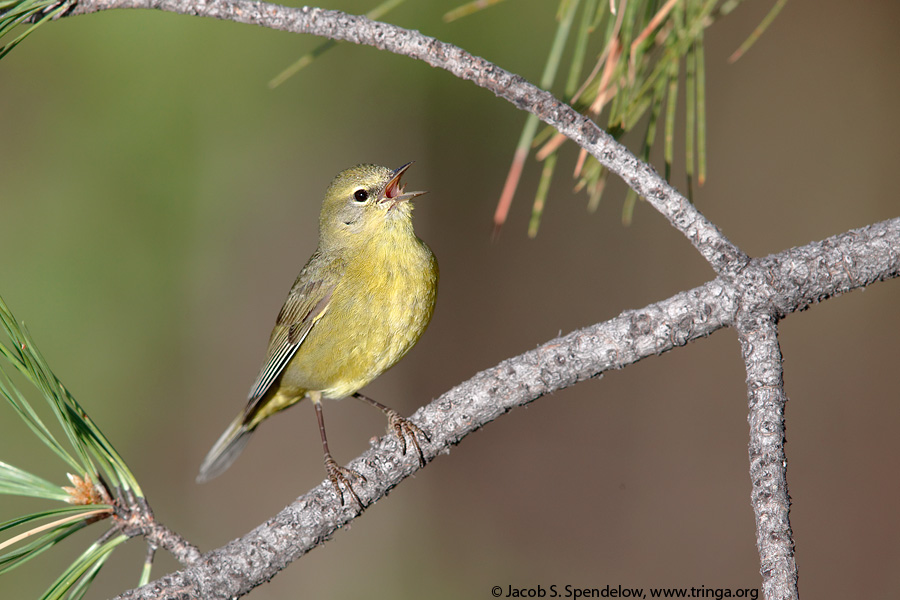 Orange-crowned Warbler