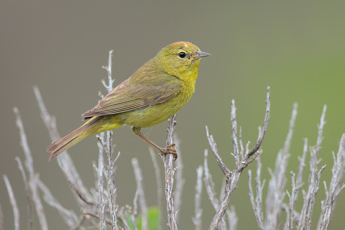 Orange-crowned Warbler