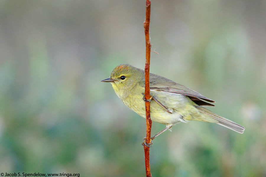 Orange-crowned Warbler