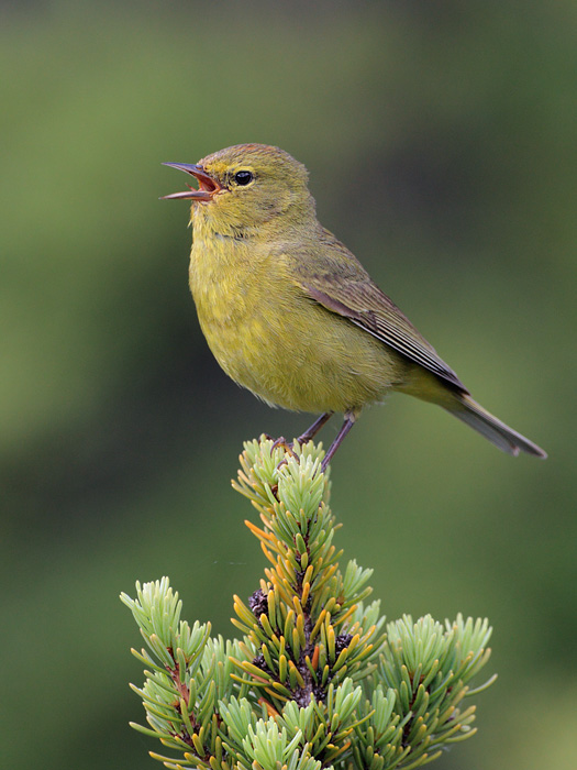 Orange-crowned Warbler