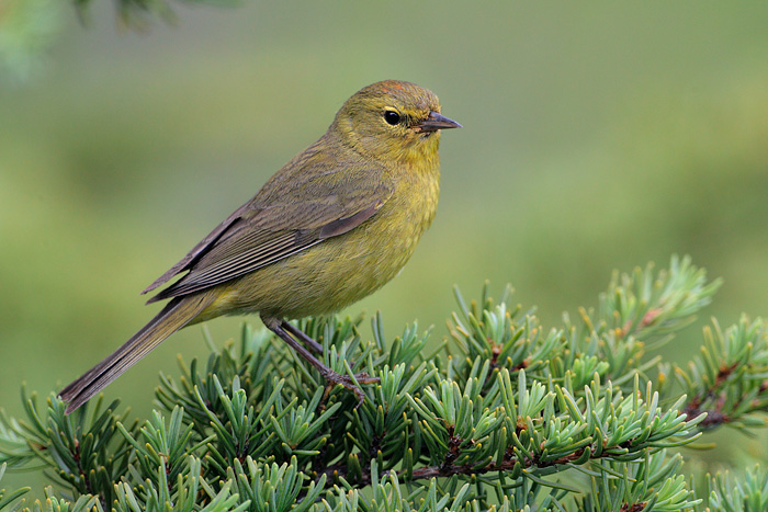 Orange-crowned Warbler