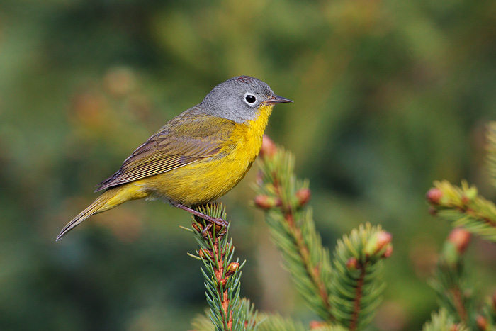 Nashville Warbler