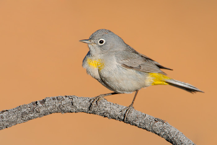 Virginia's Warbler