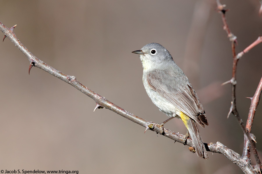 Virginia's Warbler