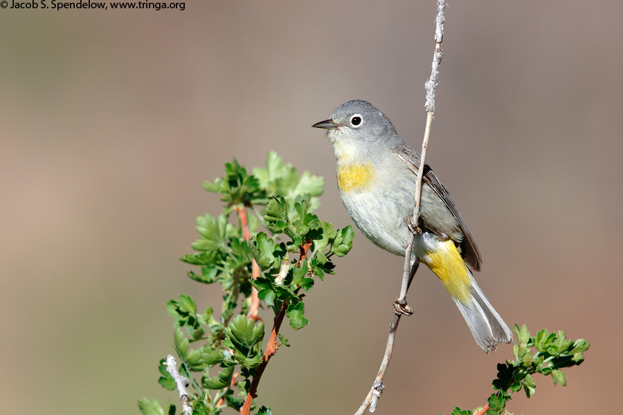 Virginia's Warbler