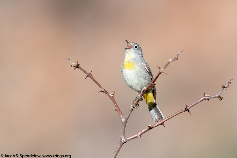 Virginia's Warbler