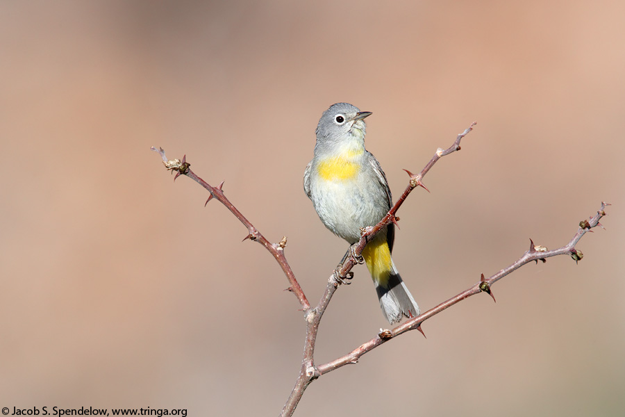 Virginia's Warbler