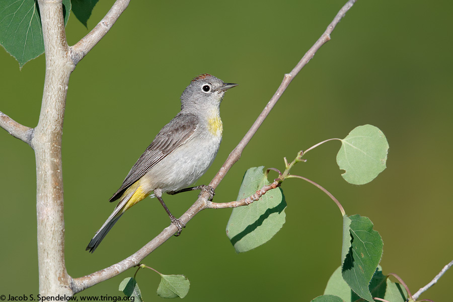 Virginia's Warbler