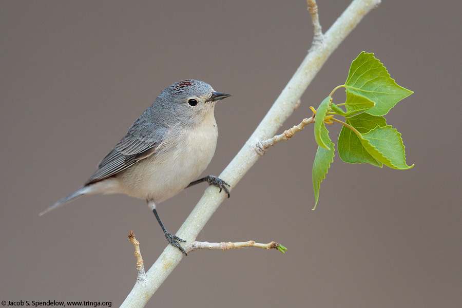 Lucy's Warbler