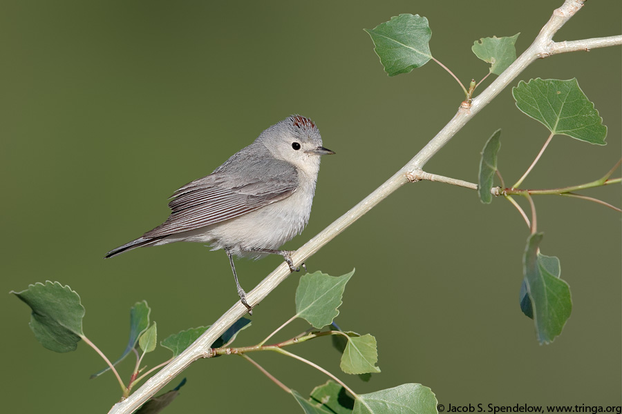 Lucy's Warbler