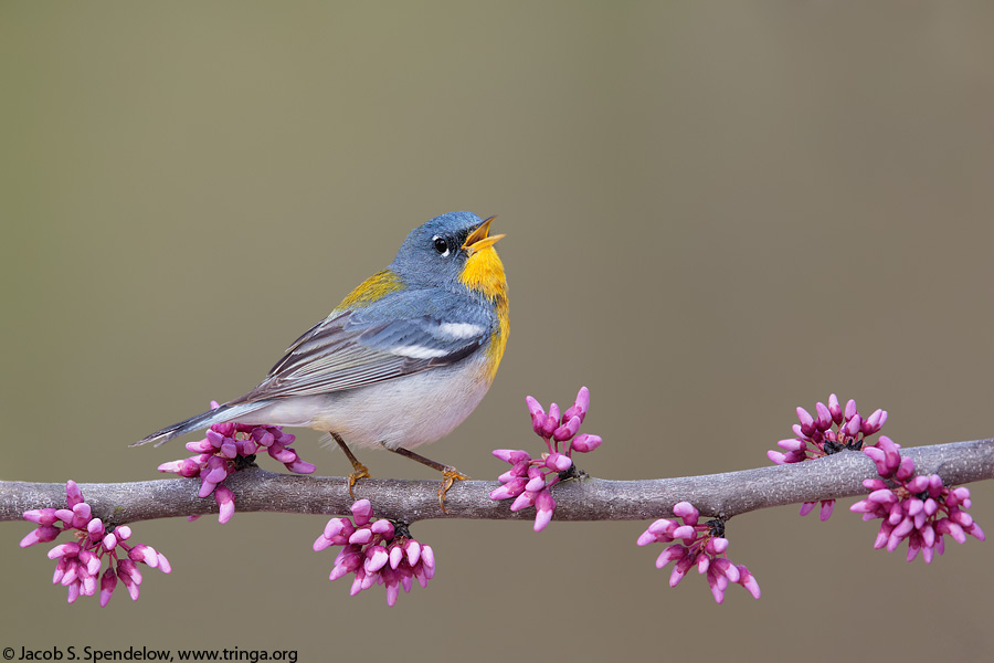 Northern Parula