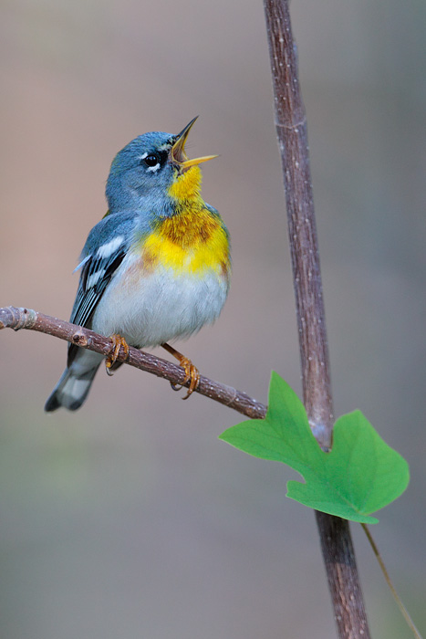 Northern Parula