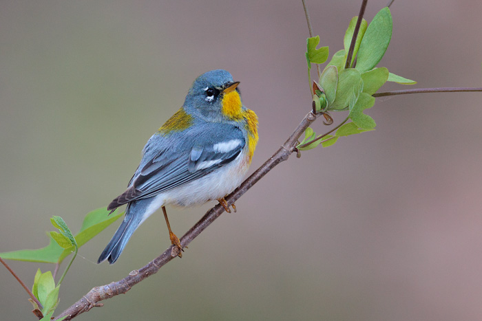 Northern Parula