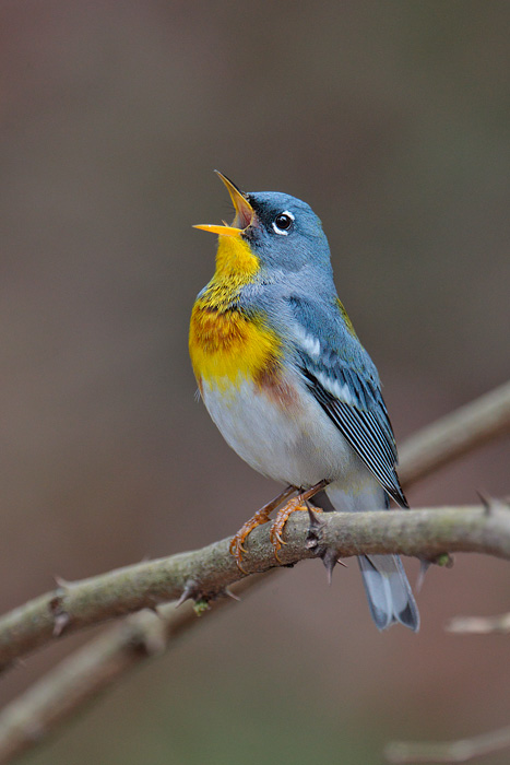 Northern Parula