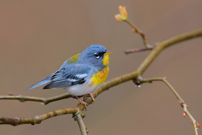 Northern Parula