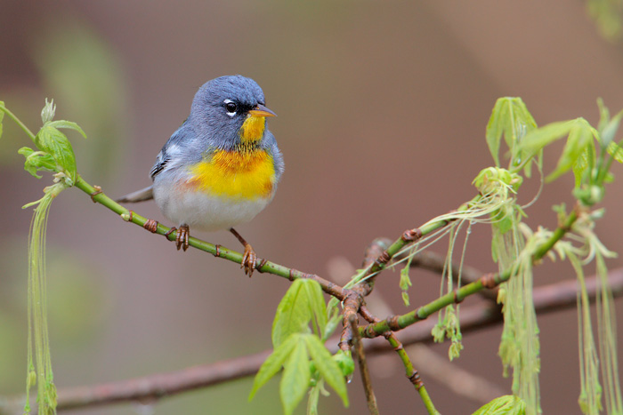 Northern Parula