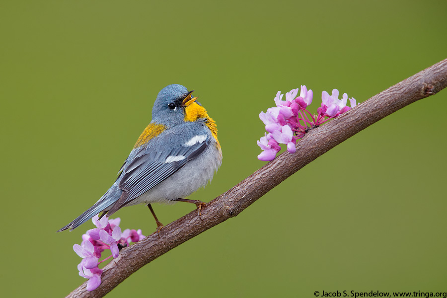 Northern Parula