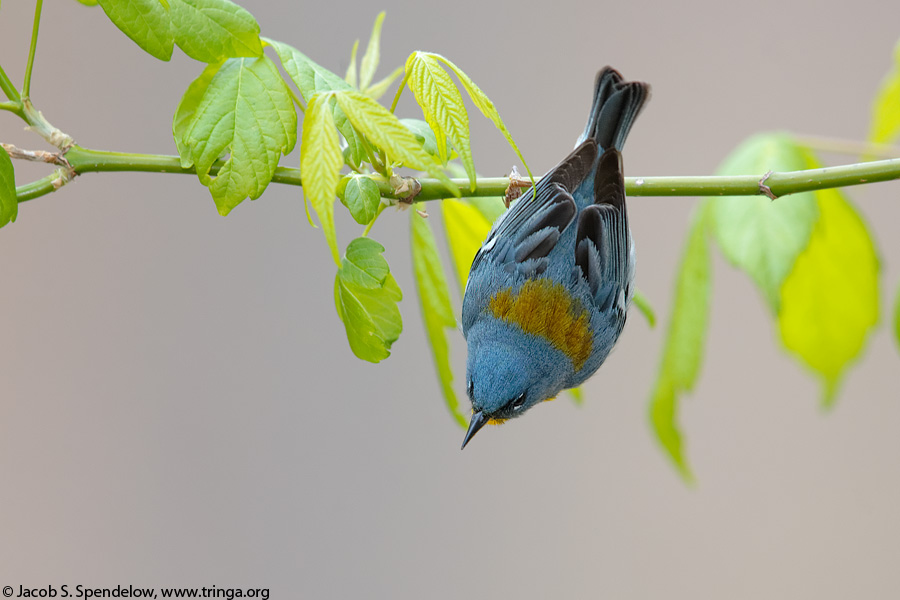 Northern Parula