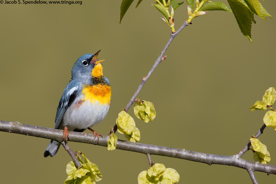 Northern Parula