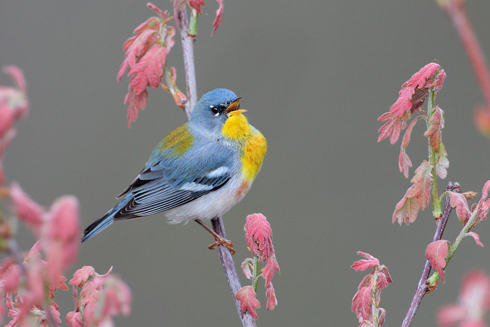 Northern Parula