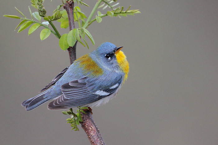 Northern Parula