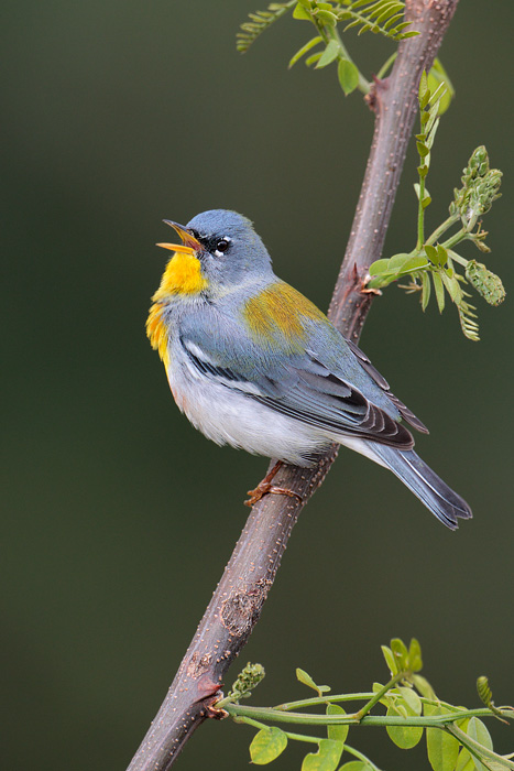 Northern Parula