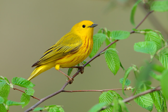 Yellow Warbler