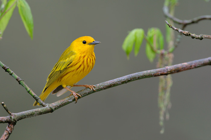 Yellow Warbler